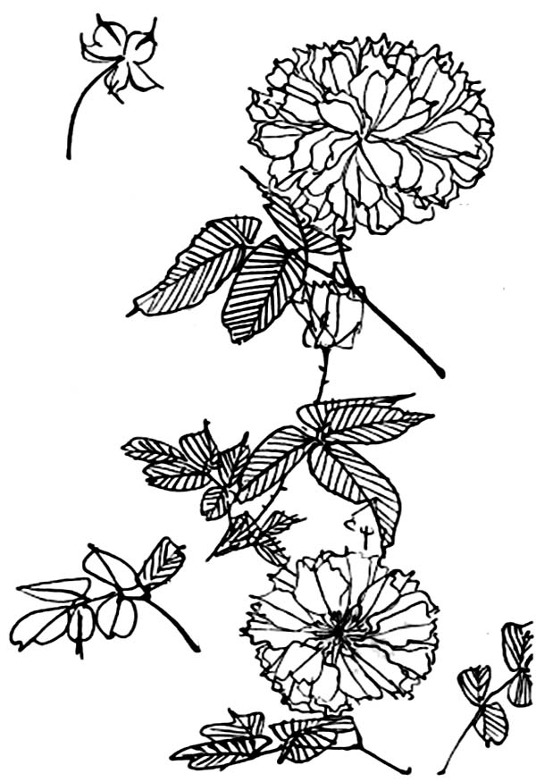 Chrysanthemum, : Awesome Picture of Chrysanthemum Coloring Page
