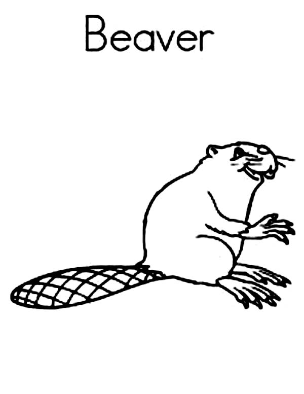 Beaver, : B is fro Beaver Coloring Page