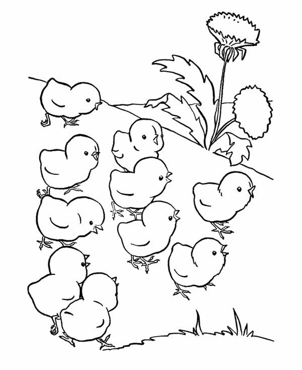 Chicken, : Baby Chicken Lose Their Mother Coloring Page