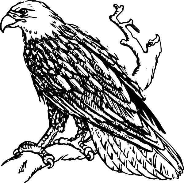 Eagle, : Bald Eagle Monitoring His Area Coloring Page