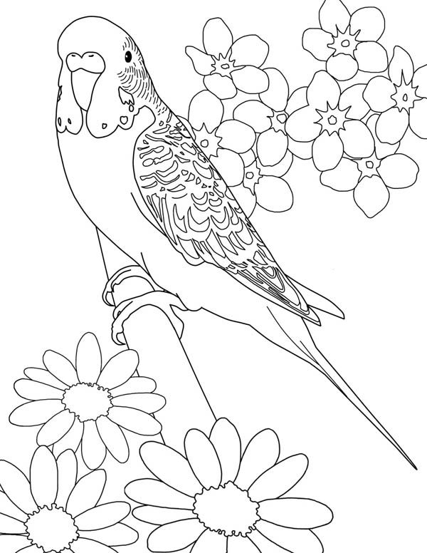 Parakeet, : Beautiful Parakeet and Flower Coloring Page