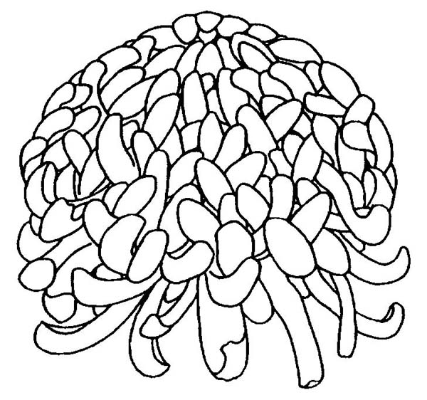 Chrysanthemum, : Chrysanthemum Coloring Page for Kids