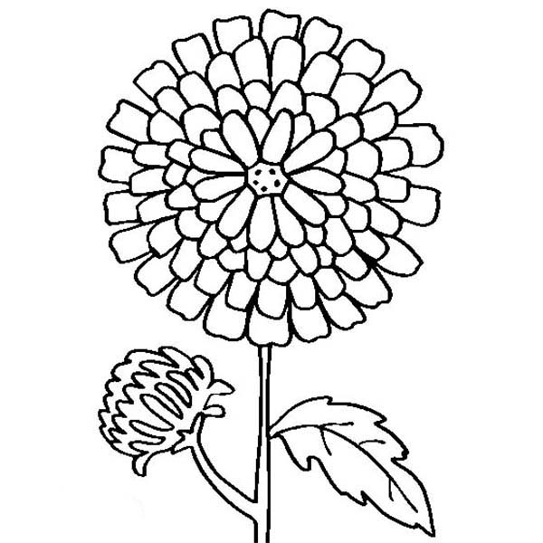 Chrysanthemum, : Chrysanthemum Drawing Coloring Page