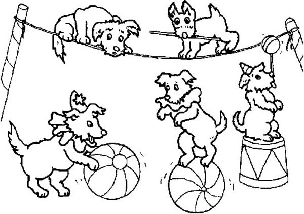 Circus, : Circus Animal in Action Coloring Page