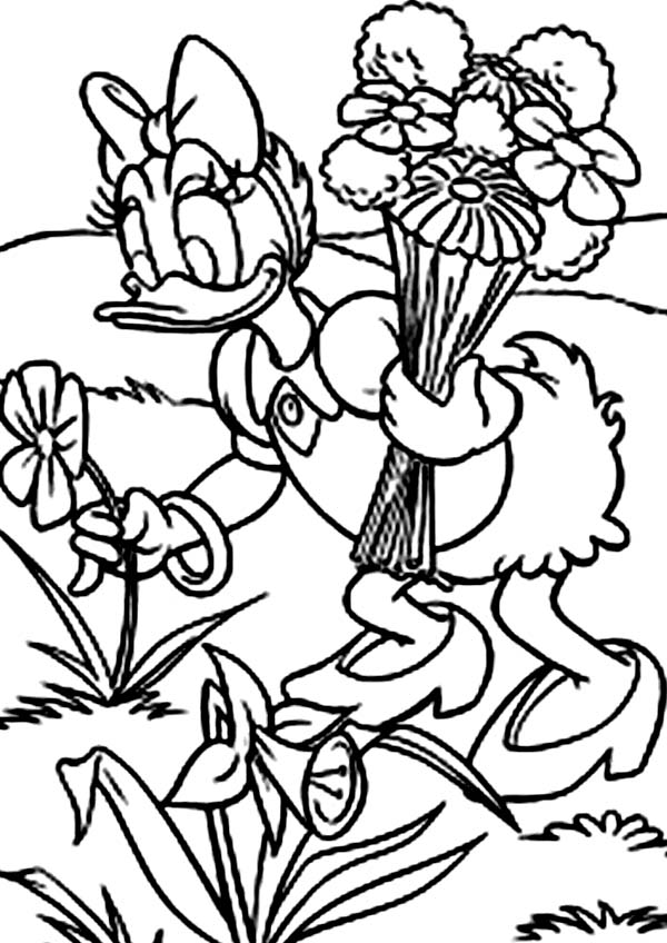 Daisy Duck, : Daisy Duck Pick Flowers at Garden Coloring Page