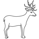 Deer, Deer Coloring Page For Kids: Deer Coloring Page for Kids
