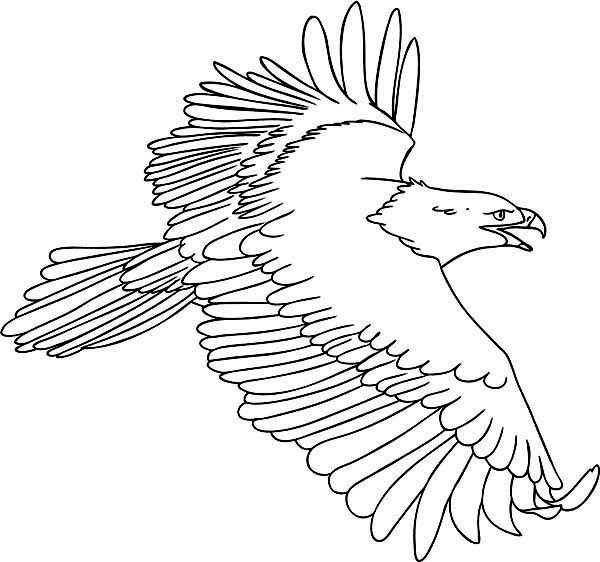 Eagle, : Drawing Flying Eagle Coloring Page
