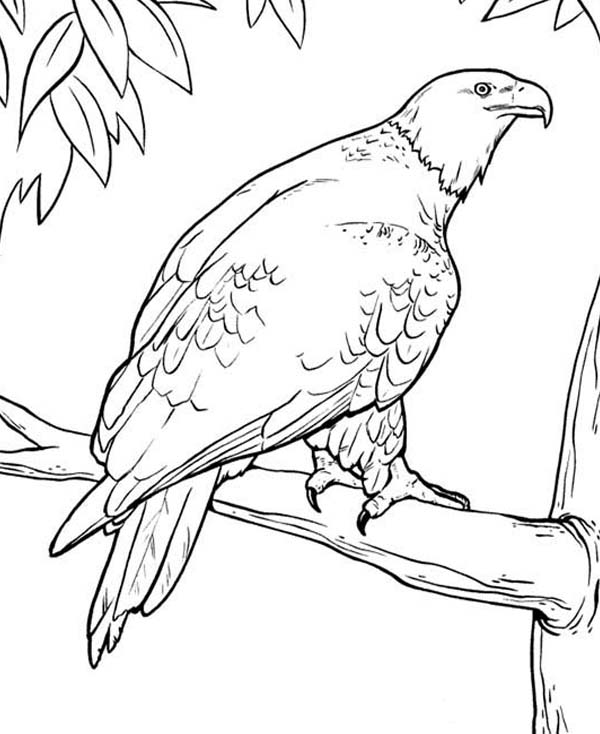 Eagle, : Eagle Rest on Tree Branch Coloring Page