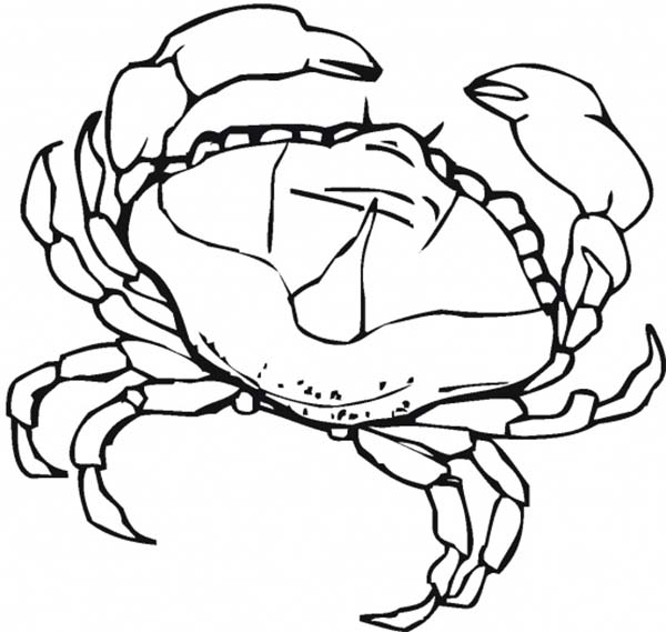 Crab, : Female Crab Coloring Page