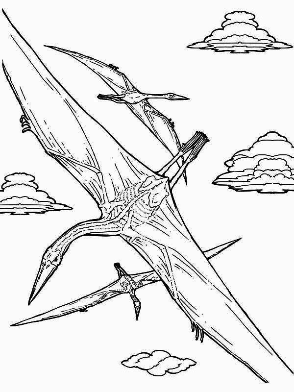 Pteranodon, : Flying Pteranodon Coloring Page