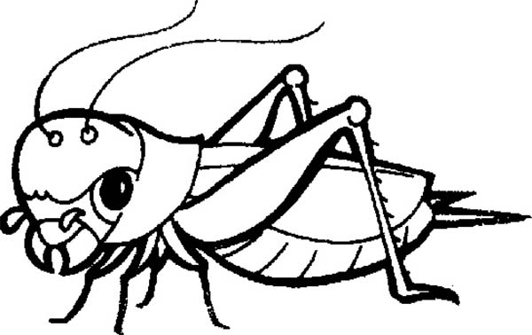 Bugs, : Grasshopper Bugs Insect Coloring Page