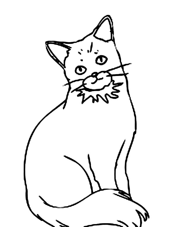 Cat, : How to Draw Cat Coloring Page