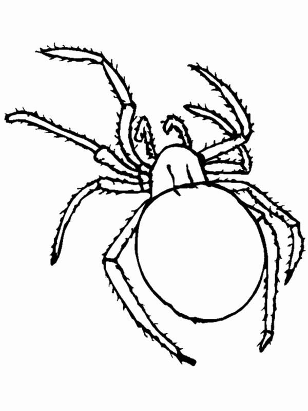Bugs, : Insect Bugs Spider Coloring Page