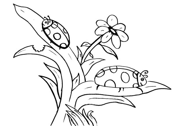 Bugs, : Ladybug is Species of Bugs Coloring Page