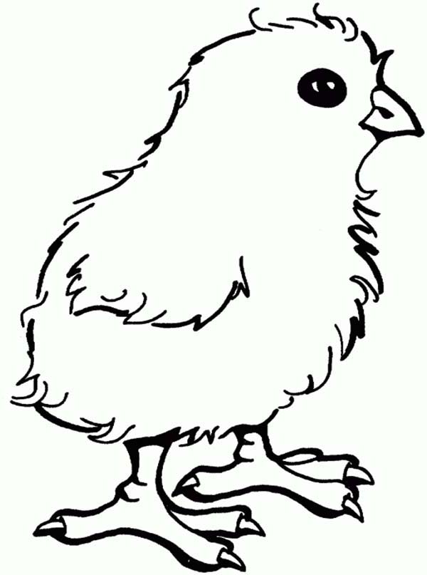 Chicken, : Little Chicken Coloring Page for Kids