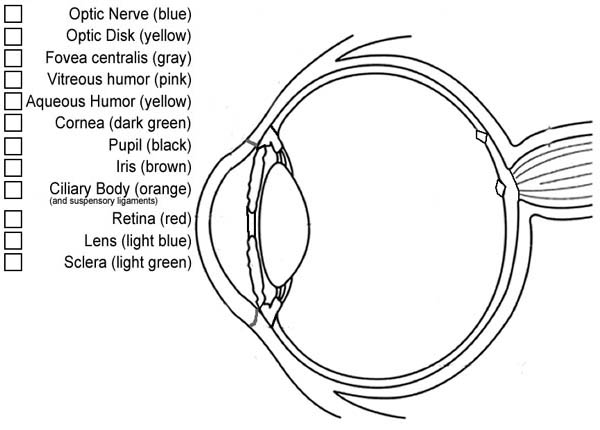 Eyes, : Part of Human Eyes Coloring Page
