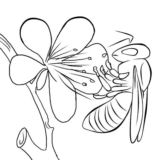 Bugs, : Picture of Bee Eat in Species of Bugs Coloring Page