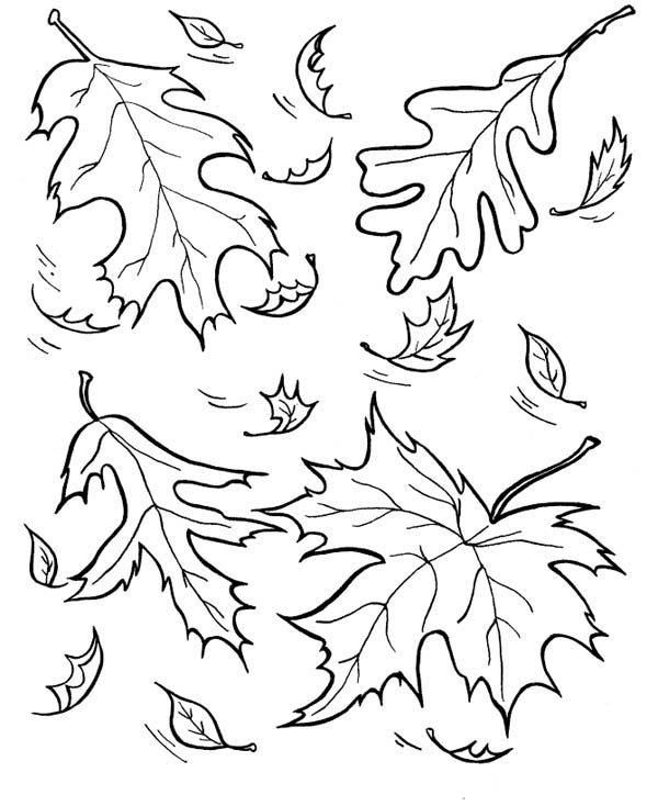 Autumn, : Picture of Leaves in Autumn Coloring Page