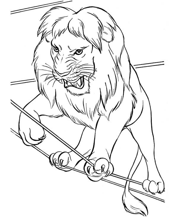 Circus, : Picture of Lion Circus Coloring Page