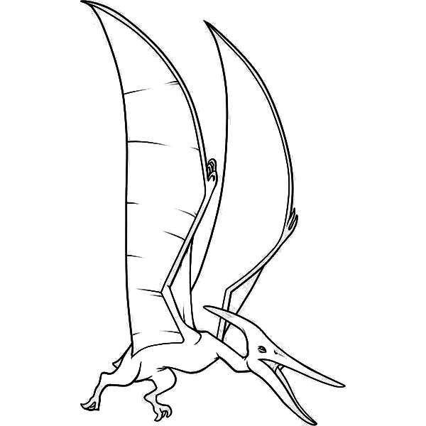 Pteranodon, : Pteranodon Screaming Coloring Page