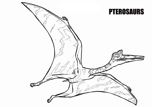 Pteranodon, : Short Tail Dinosaur Pteranodon Coloring Page