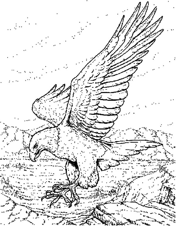 Eagle, : Sketch of an Eagle Coloring Page