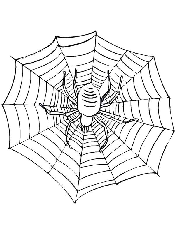 Bugs, : Spider on Spidernet Species of Bugs Coloring Page