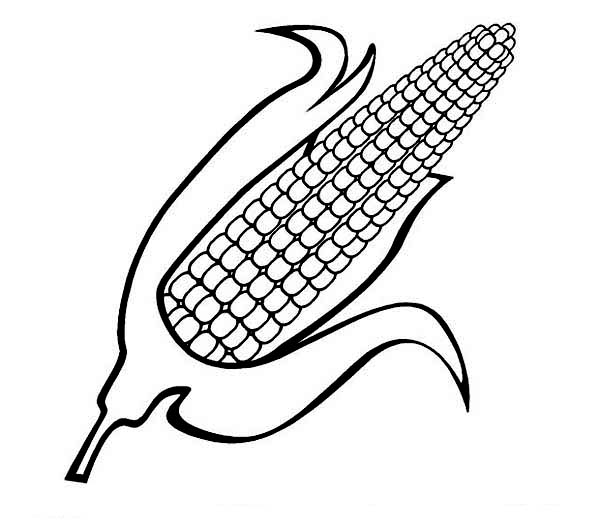 Corn, : Sweet Corn Coloring Page