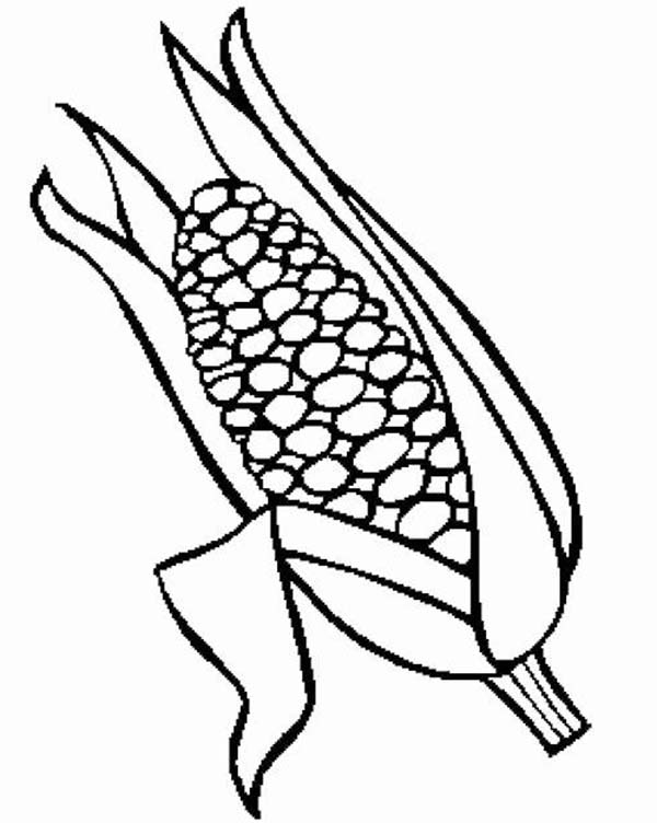 Corn, : Tasty Corn Ear Coloring Page