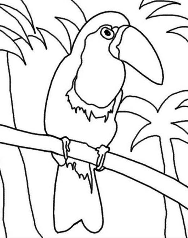 Toucan, : Toucan in the Jungle Coloring Page