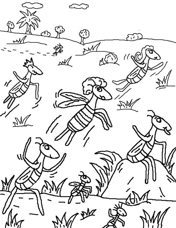 10 Plagues of Egypt, : the 10 Plagues of Egypt Locusts Coloring Pages