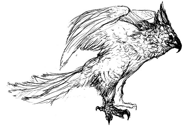 Harpy Eagle, : Amazing Animal Harpy Eagle Coloring Pages