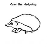 Hedgehog, Baby Hedgehog Coloring Pages: Baby Hedgehog Coloring Pages
