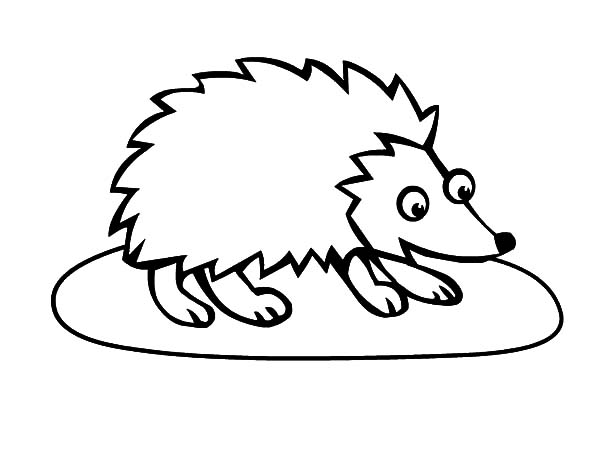 Hedgehog, : Big Eyed Hedgehog Coloring Pages