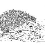 Hedgehog, East European Hedgehog Coloring Pages: East European Hedgehog Coloring Pages