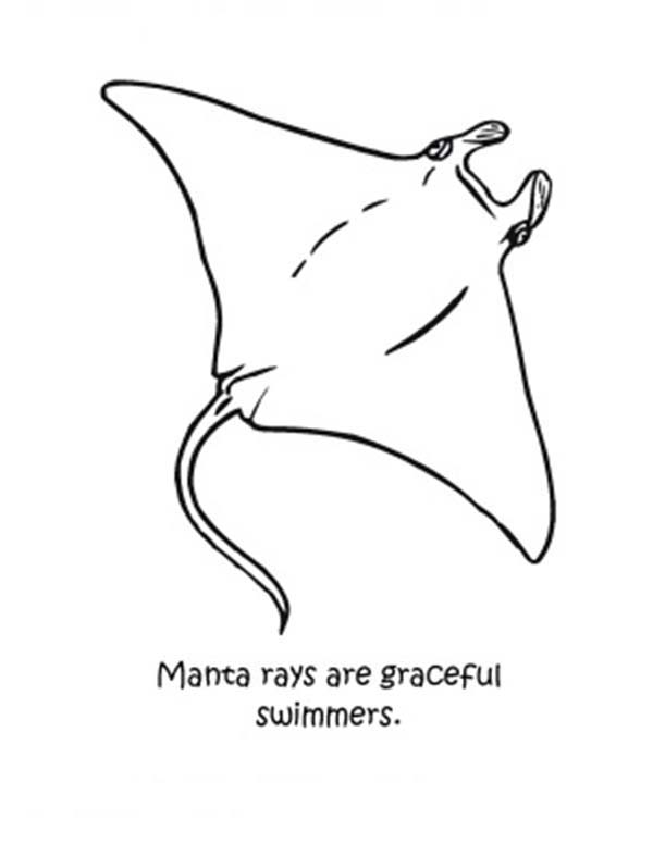 Manta Ray, : Graceful Manta Ray Coloring Pages
