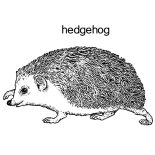 Hedgehog, H Is For Hedgehog Coloring Pages: H is for Hedgehog Coloring Pages