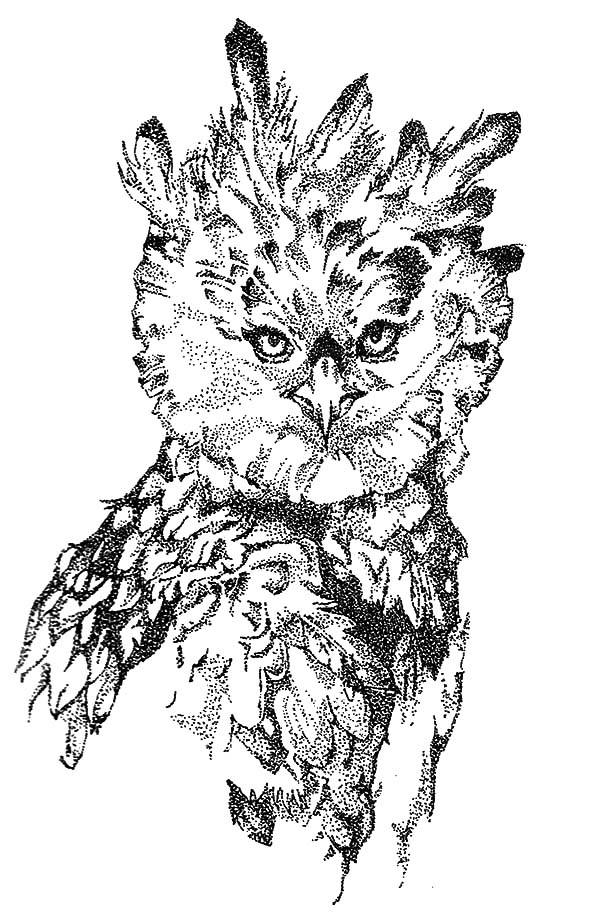 Harpy Eagle, : Harpy Eagle Coloring Pages