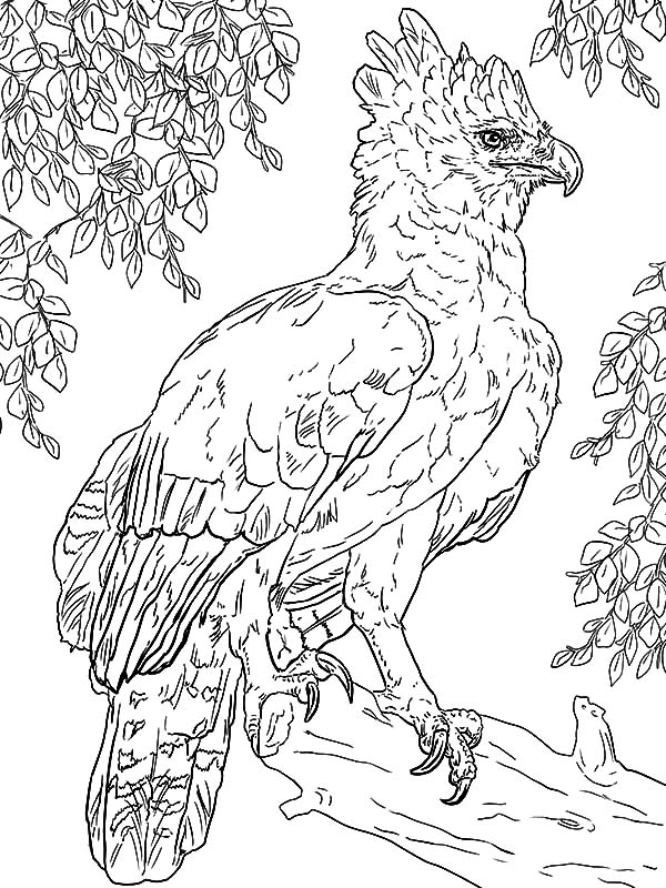 Harpy Eagle, : Harpy Eagle Perched on a Branch Coloring Page