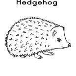 Hedgehog, Print Coloring Page: Print