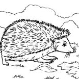 Hedgehog, Hedgehog On The Meadow Coloring Pages: Hedgehog on the Meadow Coloring Pages