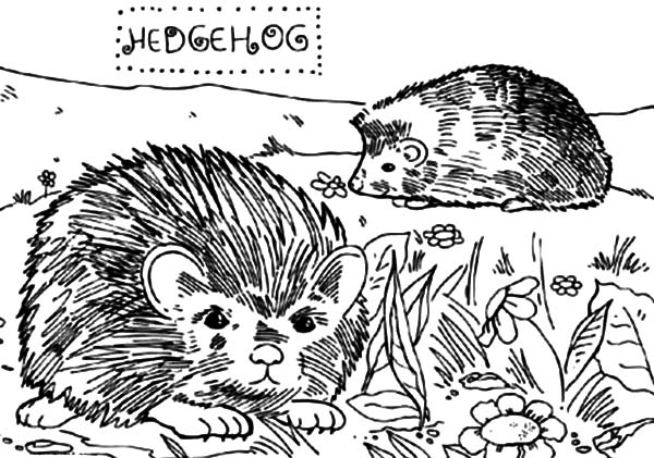 Hedgehog, : Two Little Hedgehog Playing in the Yard Coloring Pages