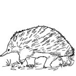 Hedgehog, Walking Echidna Coloring Page: walking-echidna-coloring-page